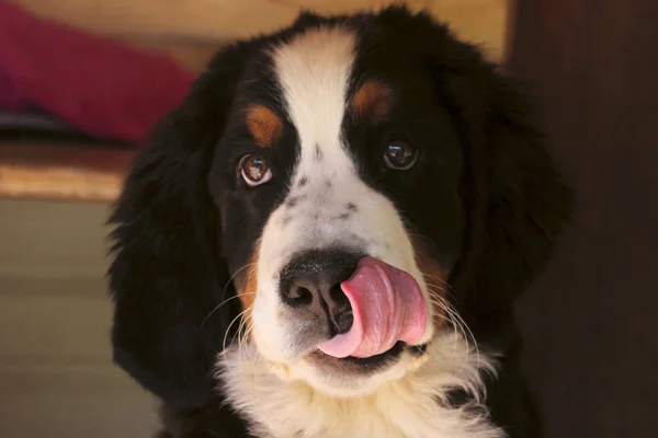 Милый Щенок Бернской Горной Собаки Свежем Воздухе Обрезанный Снимок Бернера — стоковое фото