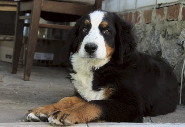 Chiot Mignon Chien Montagne Bernois Couché Extérieur Regardant Caméra Berner — Photo