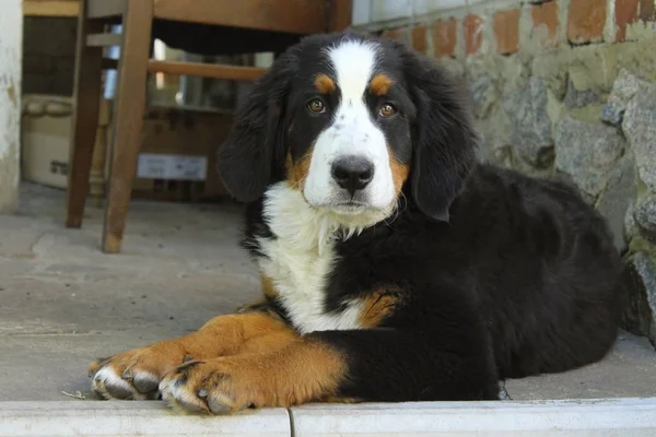 Chiot Mignon Chien Montagne Bernois Couché Extérieur Regardant Caméra Berner — Photo