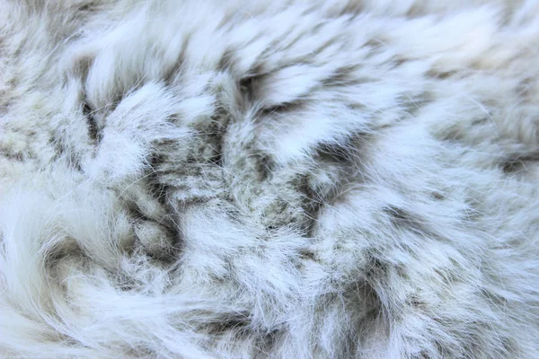 Wildlife Animals Textures Concept Cropped Shot White Fur Gray White — Stock Photo, Image