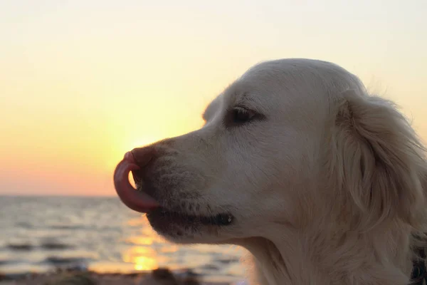 Colpo Cane Sul Sfondo Del Tramonto Golden Retriever Ocean Beach — Foto Stock