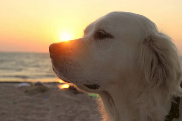 Beskuren Bild Hund Över Solnedgången Bakgrund Golden Retriever Ocean Beach — Stockfoto