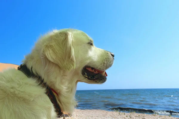 Beskuren Bild Hund Över Blue Ocean Bakgrund Golden Retriever Ocean — Stockfoto