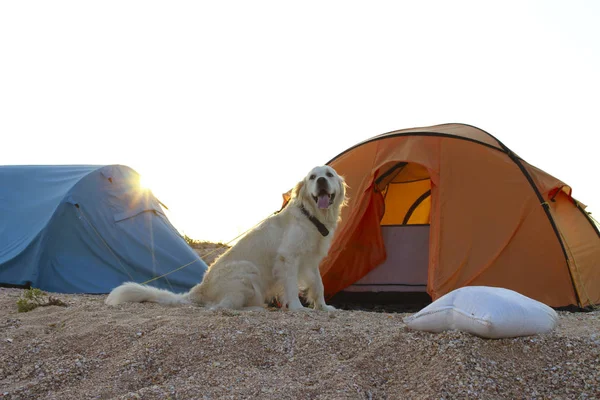 The dog is lying near tent.Camping tent in wilderness by the seaside. Tent. Dog. Golden Retriever guarding tent and gear for a hike.