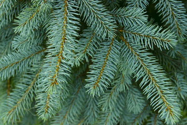 Abgeschnittener Schuss Kiefernzweig Abstrakte Natur Hintergrund — Stockfoto