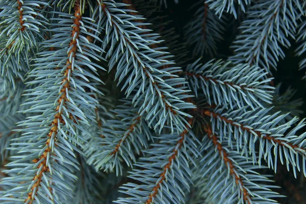 Abgeschnittener Schuss Kiefernzweig Abstrakte Natur Hintergrund — Stockfoto