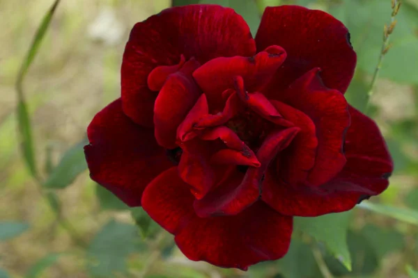 Rosa Roja Fondo Naturaleza Abstracta Flor Roja — Foto de Stock