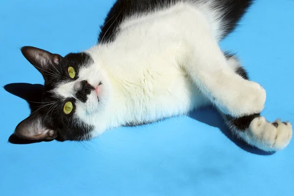 Svart Katt Blå Bakgrund Beskurna Shot Cute Smoking Katt Med — Stockfoto