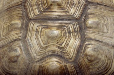 Sürüngenler ve amfibiler. Kaplumbağa kabuğu kırpılmış bir kadeh. Soyut doğa arka plan.