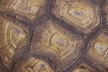 Sürüngenler ve amfibiler. Kaplumbağa kabuğu kırpılmış bir kadeh. Soyut doğa arka plan.