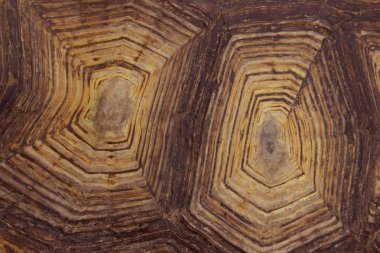 Sürüngenler ve amfibiler. Kaplumbağa kabuğu kırpılmış bir kadeh. Soyut doğa arka plan.