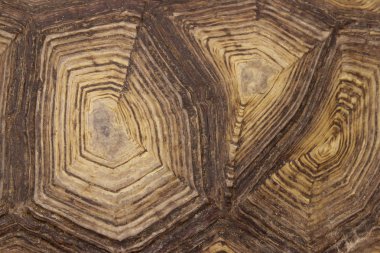 Sürüngenler ve amfibiler. Kaplumbağa kabuğu kırpılmış bir kadeh. Soyut doğa arka plan.