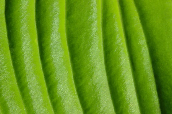 Grüne Farb Abstrakte Natur Hintergrund Abgeschnittener Schuss Eines Frischen Blattes — Stockfoto
