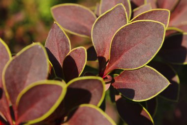 Soyut doğa arka plan. Doğanın renkleri. Renkli arka plan. Güzel yaprakları.