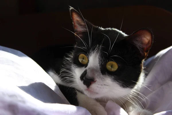 Περικοπεί Shot Μιας Γάτας Που Κοιτάζει Προς Την Πλευρά Σμόκιν — Φωτογραφία Αρχείου