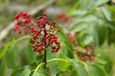 Doğal arka plan. Doğal arka plan. Renkli doğa.