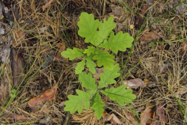 Doğa arka plan. Soyut doğa arka plan. Yerdeki yeşil yaprakları.