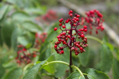 Doğal arka plan. Doğal arka plan. Renkli doğa.