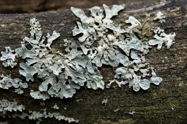 Antecedentes Abstractos Naturaleza Una Foto Corta Árbol Bosque Cerca —  Fotos de Stock