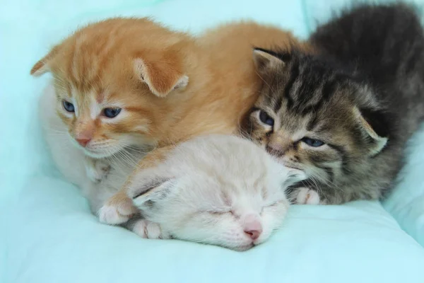 Drei Kätzchen Auf Blauem Hintergrund Tiere Haustiere Konzept — Stockfoto