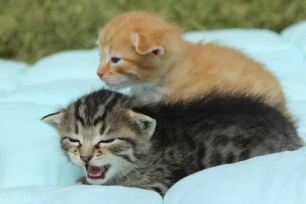 Домашні Тварини Концепції Два Крихітних Кошенят Таббі — стокове фото