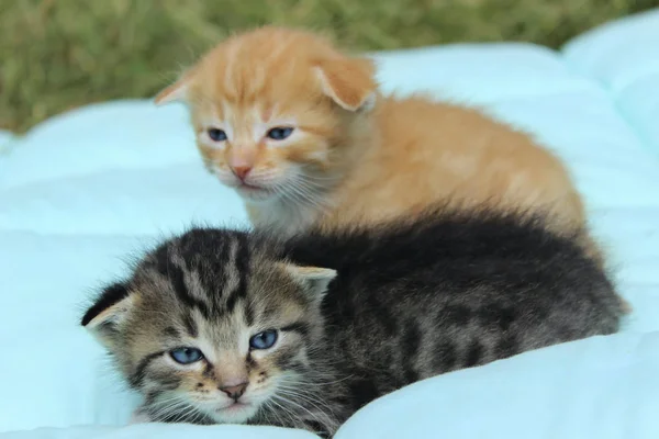 动物概念 两只小猫 — 图库照片