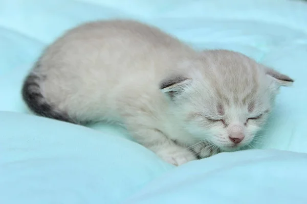 Pets, Animals Concept. White Kitten Over Blue Background. Sleeping Kitten.