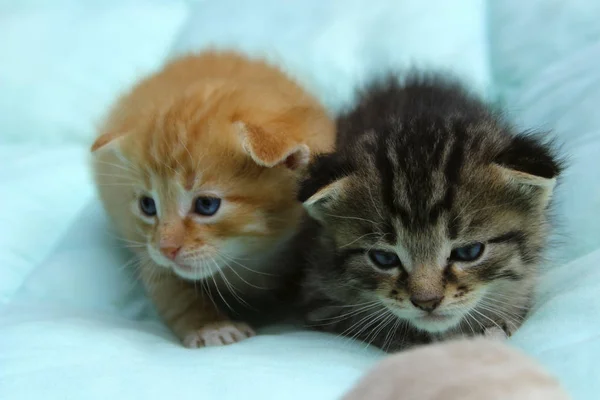 Animali Domestici Concetto Animali Due Piccoli Gattini Tavolo — Foto Stock