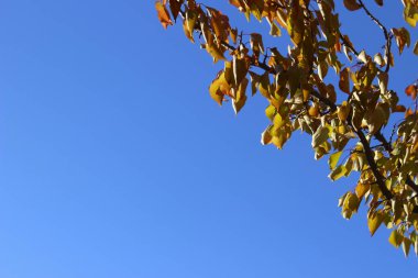 Atış ağacının çok F kopya alanı ile mavi gökyüzü arka plan üzerinde metin için kırpılmış. Güzel doğa arka plan.