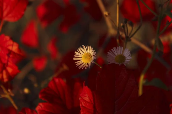 Güzel Doğa Arka Plan Sonbahar Kavramı Kırmızı Yaprak Kırpılmış Atış — Stok fotoğraf