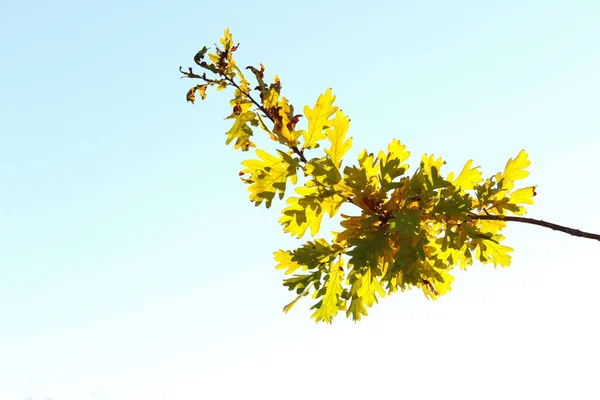 Bijgesneden Shot Van Een Eik Herfst Natuur Concept Eiken Tak — Stockfoto