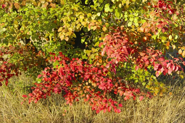 美しい秋の自然の背景 カラフルな自然 秋の木のトリミング ショット — ストック写真