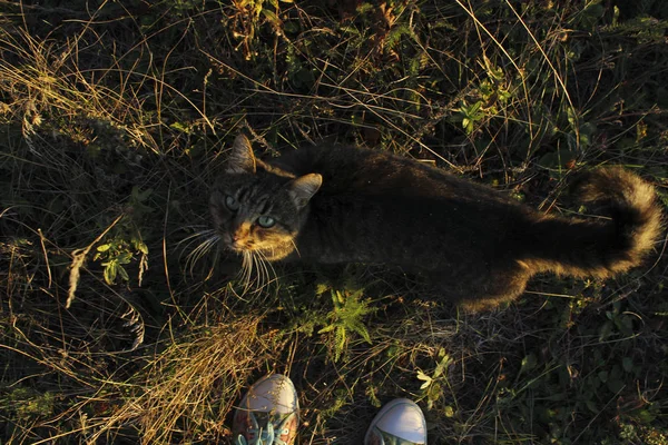 Fundo Outono Gato Livre Natureza Conceito Animais — Fotografia de Stock