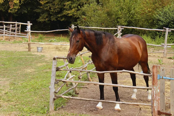 Tło Zwierzę White Horse Stojąc Patrząc Boku — Zdjęcie stockowe