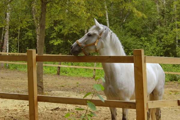 Dierlijke Achtergrond White Horse Staande Zoek Naar Kant — Stockfoto