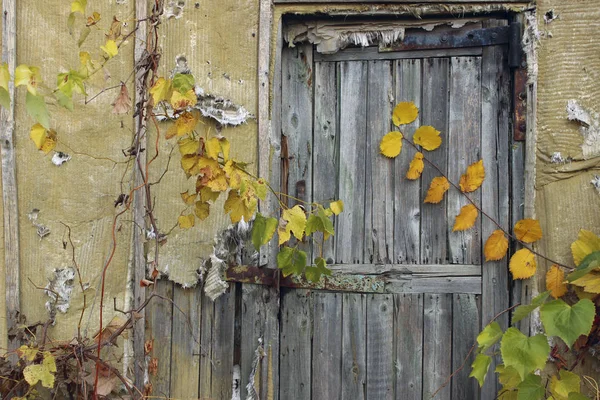 Gammal Dörr Gamla Dörrar Bild Trädörr Gamla Hus Gammal Trädörr — Stockfoto