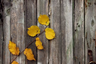 Güzel doğa arka plan. Renkli yaprakları kadeh kırpılmış. Doğa, Parklar, açık Concept.Nature arka plan. Shot bir şube sarı yaprakları ile ahşap arka plan üzerinde kırpılmış. Eski ahşap çit. Ahşap arka plan doku.