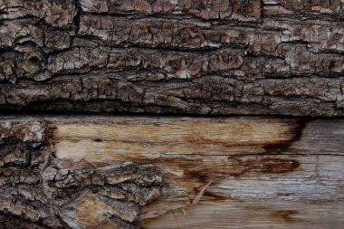 Ahşap doku arka plan. Ağaç doku. Ağaç arka plan. Ağaç doku çatlamak. Doğa doku arka plan.