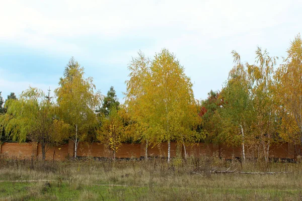 Фон Природы Осенний Фон Парк Открытый Природная Концепция — стоковое фото