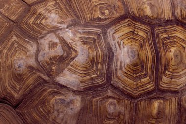 Sürüngenler ve amfibiler. Kaplumbağa kabuğu kırpılmış bir kadeh. Soyut doğa arka plan.