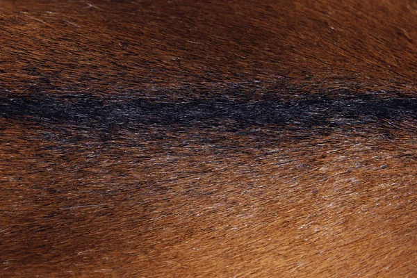 Wildlife Animals Textures Concept Cropped Shot Brown Fur Brown Fur — Stock Photo, Image