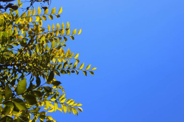 Soyut renkli doğa arka plan. Kırpılmış atış bir şube ile yeşil mavi gökyüzü arka plan üzerinde bırakır.