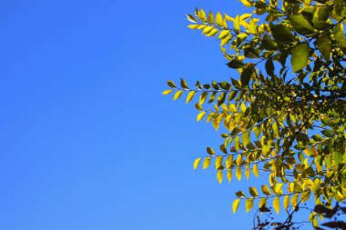 Soyut renkli doğa arka plan. Kırpılmış atış bir şube ile yeşil mavi gökyüzü arka plan üzerinde bırakır.