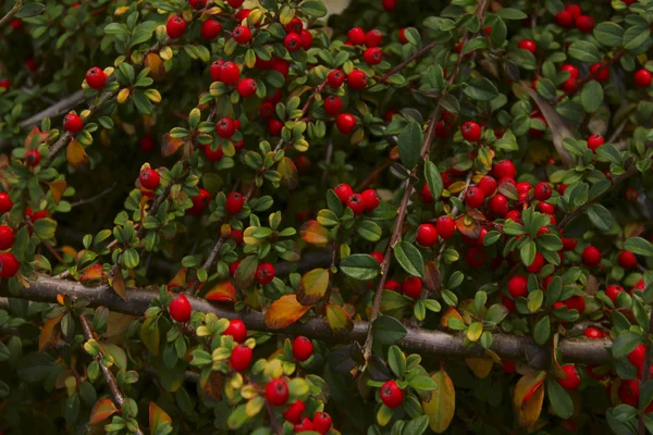 Warna Alam Latar Belakang Merah Berry Dan Daun Hijau Alam — Stok Foto