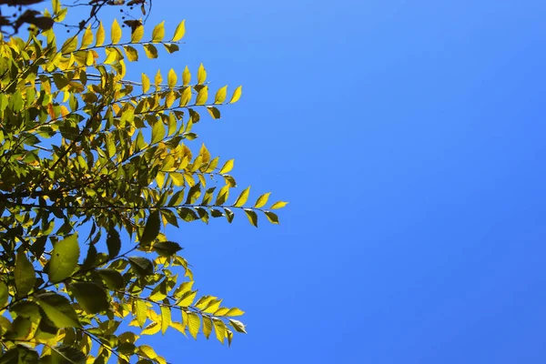 Abstract Kleurrijk Natuur Achtergrond Bijgesneden Shot Van Een Bijkantoor Met — Stockfoto