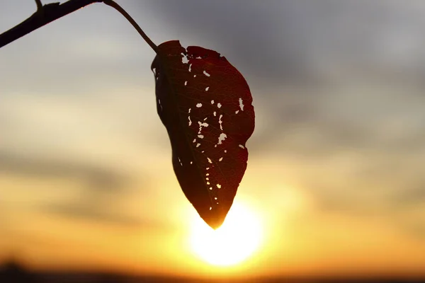 Cropped Shot Leaf Branch Abstract Nature Background Silhouette Leaf Sunset — Stock Photo, Image