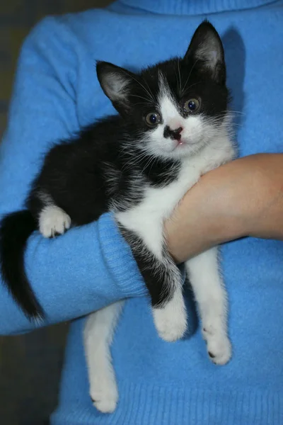 Cute Tuxedo Kitten Cropped Shot Owner Pet Animals Day Pets — Stock Photo, Image