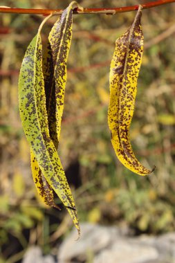 Botanik güzellik. Soyut doğa arka plan. Kırpılan atış bir şubesi.
