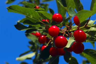 Kiraz dal kırpılmış bir kadeh. Mavi gökyüzü arka plan üzerinde kırmızı kiraz. Renkli doğa Background.Summer doğa arka plan. Tatlı kiraz dal mavi gökyüzü arka plan üzerinde.
