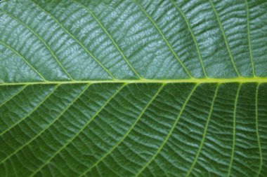 Güzel doğa arka plan. Botanik güzellik. Yeşil arka plan.